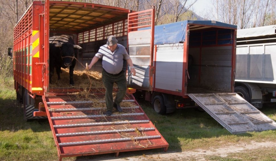 Bani pentru fermierii români, în 2024. Crescătorii de vaci și bivoli pot primi o subvenție de 100 de euro pentru fiecare animal