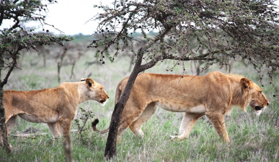 Furnicile forțează leii din Kenya să-și schimbe comportamentul de vânătoare: "Determină cine este mâncat și unde" | Studiu
