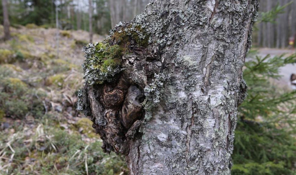 Ceaiul care creşte imunitatea, curăţă sângele şi scade glicemia. Lidia Fecioru: "Nu prea sunt în România, dar unde vedeţi, opriţi-vă!" 883342