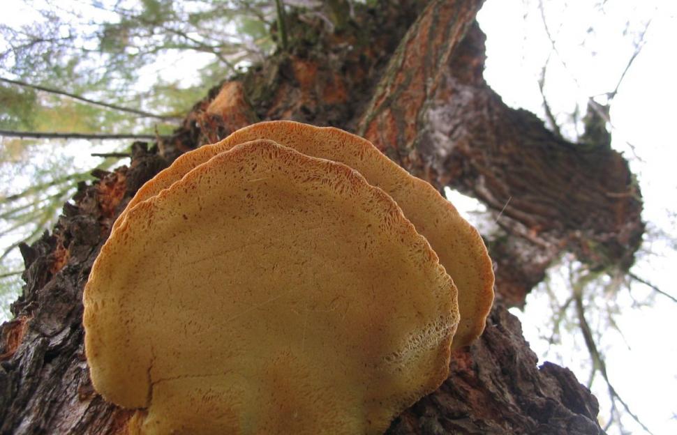 Ceaiul care creşte imunitatea, curăţă sângele şi scade glicemia. Lidia Fecioru: "Nu prea sunt în România, dar unde vedeţi, opriţi-vă!" 883344