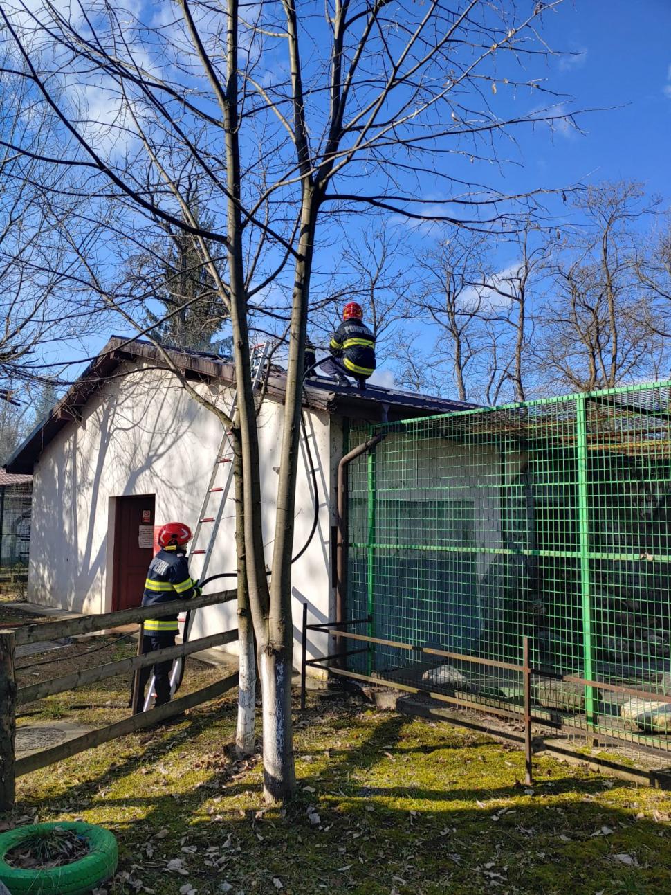 Incendiu la Grădina Zoologică din Râmnicu Vâlcea. A luat foc acoperişul pavilionului unde sunt maimuţele 883266