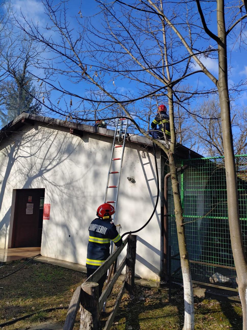 Incendiu la Grădina Zoologică din Râmnicu Vâlcea. A luat foc acoperişul pavilionului unde sunt maimuţele 883268