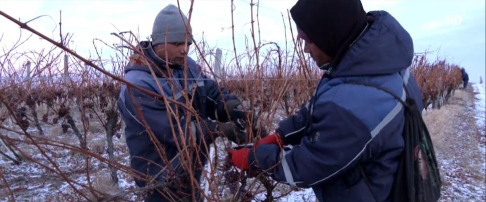 Secretul "vinului de gheaţă" din România, pe care Vaticanul îl comandă an de an, în preajma Sărbătorilor Pascale 883276