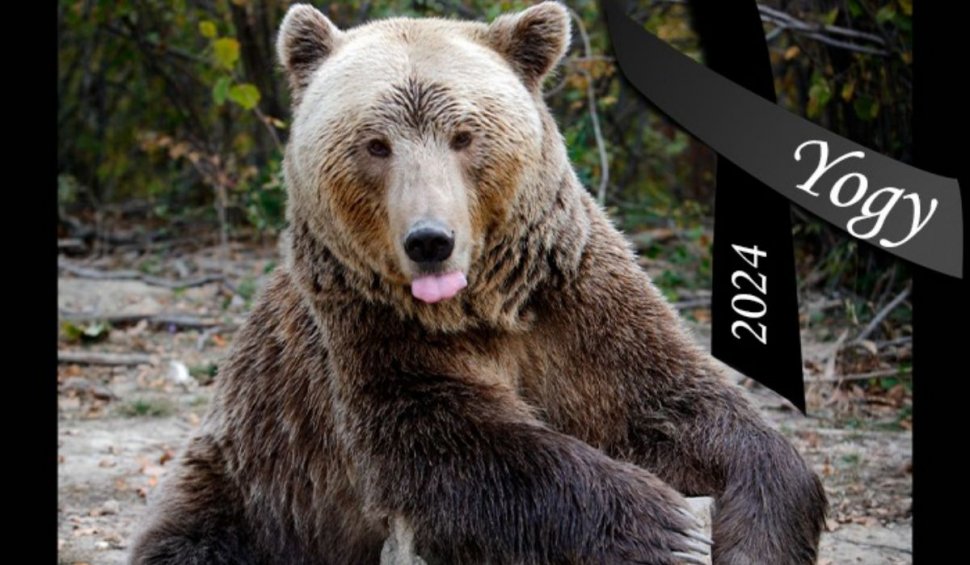 A murit Yogy, cel mai în vârstă urs brun din România: ”A închis ochii pentru ultima oară și a plecat la cer”