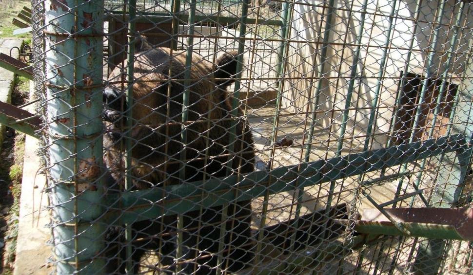 A murit Yogy, cel mai în vârstă urs brun din România: ”A închis ochii pentru ultima oară și a plecat la cer” 883561