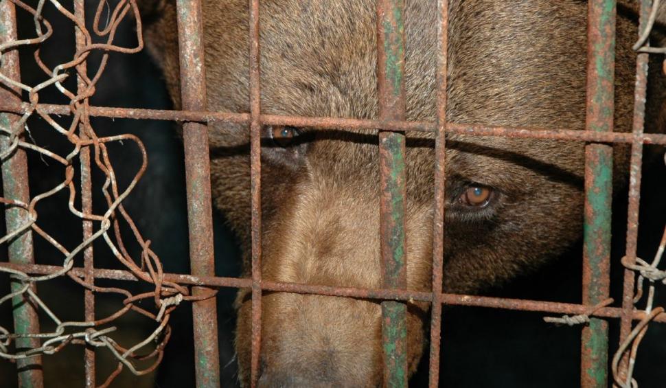 A murit Yogy, cel mai în vârstă urs brun din România: ”A închis ochii pentru ultima oară și a plecat la cer” 883562