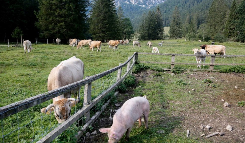 Bani de la stat pentru crescătorii de animale. Cuantumul subvenție APIA pentru oi, vaci, capre, porci!