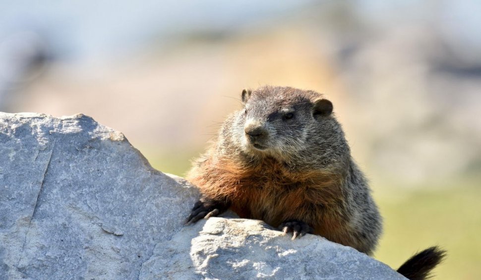 Prognoza meteo făcută de Phil, cea mai vestită marmotă-meteorolog