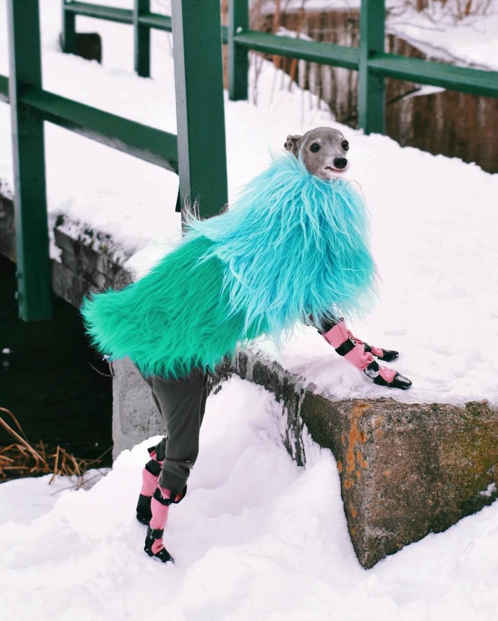 Ea este Tika, un ogar italian cu o garderobă de 20.000 de dolari şi 1 milion de urmăritori. Participă la spectacole de podium din întreaga lume  884524