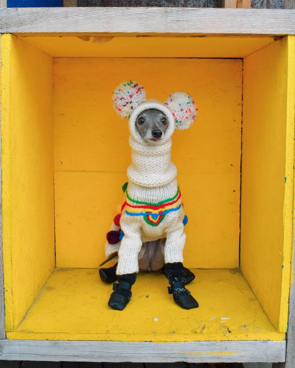 Ea este Tika, un ogar italian cu o garderobă de 20.000 de dolari şi 1 milion de urmăritori. Participă la spectacole de podium din întreaga lume  884525