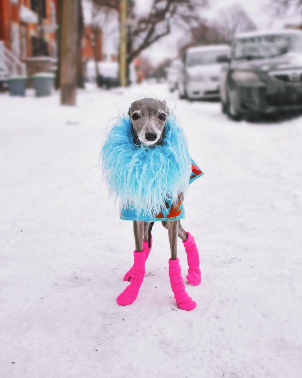 Ea este Tika, un ogar italian cu o garderobă de 20.000 de dolari şi 1 milion de urmăritori. Participă la spectacole de podium din întreaga lume  884526