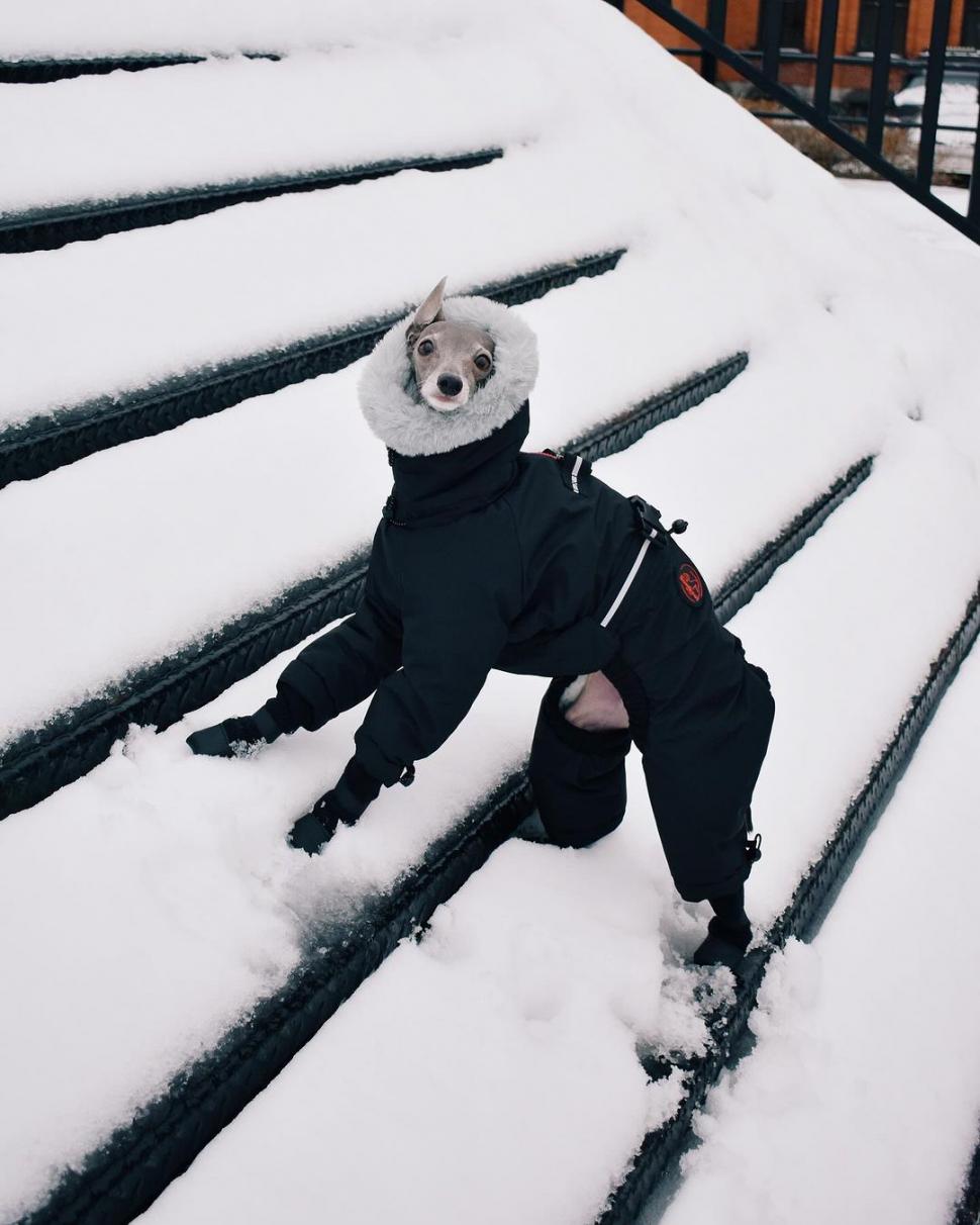 Ea este Tika, un ogar italian cu o garderobă de 20.000 de dolari şi 1 milion de urmăritori. Participă la spectacole de podium din întreaga lume  884527