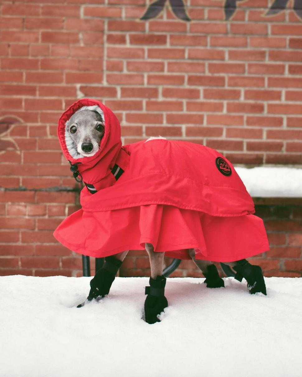 Ea este Tika, un ogar italian cu o garderobă de 20.000 de dolari şi 1 milion de urmăritori. Participă la spectacole de podium din întreaga lume  884528