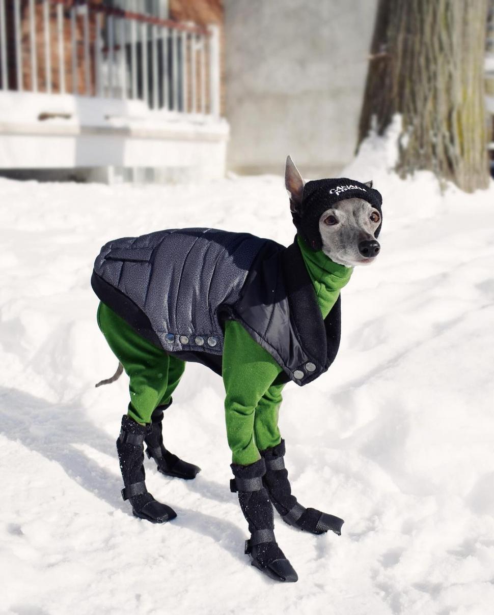 Ea este Tika, un ogar italian cu o garderobă de 20.000 de dolari şi 1 milion de urmăritori. Participă la spectacole de podium din întreaga lume  884529