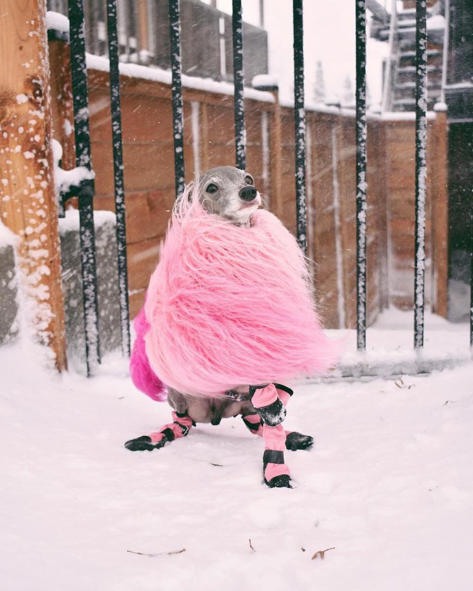 Ea este Tika, un ogar italian cu o garderobă de 20.000 de dolari şi 1 milion de urmăritori. Participă la spectacole de podium din întreaga lume  884530