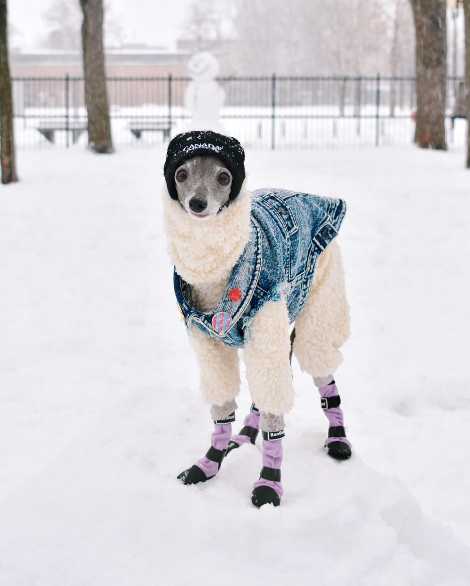 Ea este Tika, un ogar italian cu o garderobă de 20.000 de dolari şi 1 milion de urmăritori. Participă la spectacole de podium din întreaga lume  884531