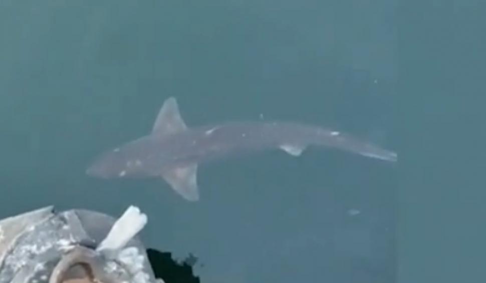 Imagini inedite cu un rechin, surprins la suprafaţa apei în Portul Constanţa. Biolog: "Prezenţa lui îmbogăţeşte Marea Neagră" 884627