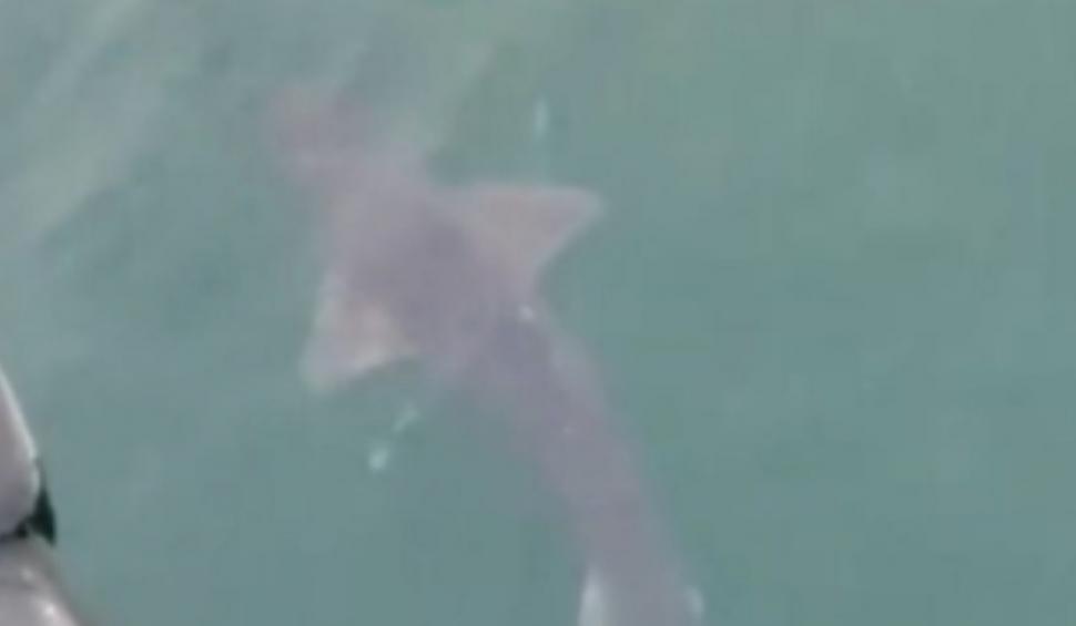 Imagini inedite cu un rechin, surprins la suprafaţa apei în Portul Constanţa. Biolog: "Prezenţa lui îmbogăţeşte Marea Neagră" 884628