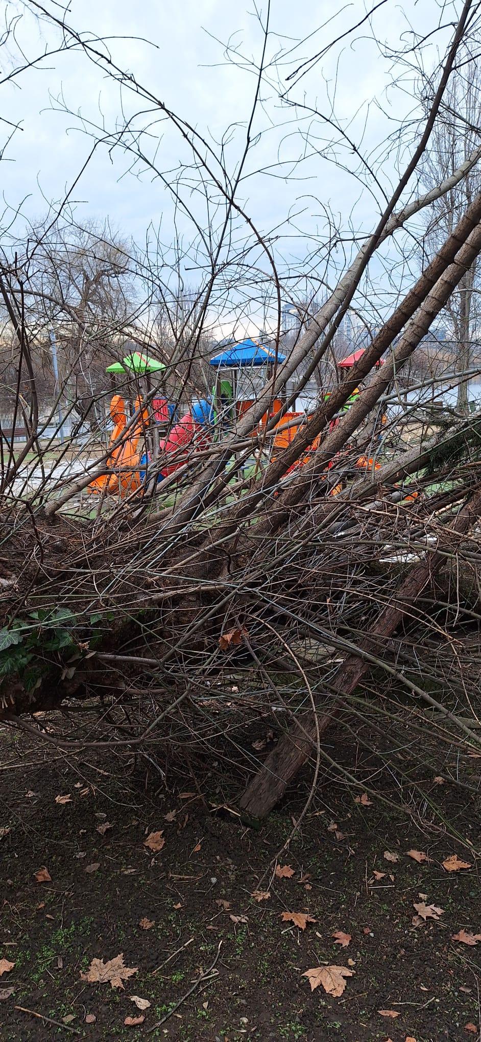 Un copac putred s-a prăbuşit peste un loc de joacă, în parcul Bordei din Bucureşti 884692