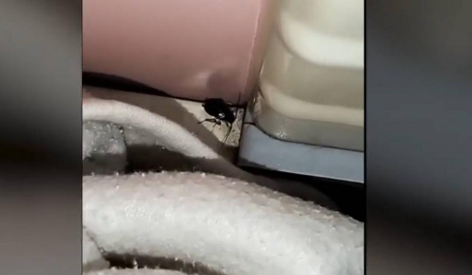 Imagini terifiante, surprinse la spitalul de copii din Botoşani. Mai mulți gândaci, în saloanele celor mici 884695