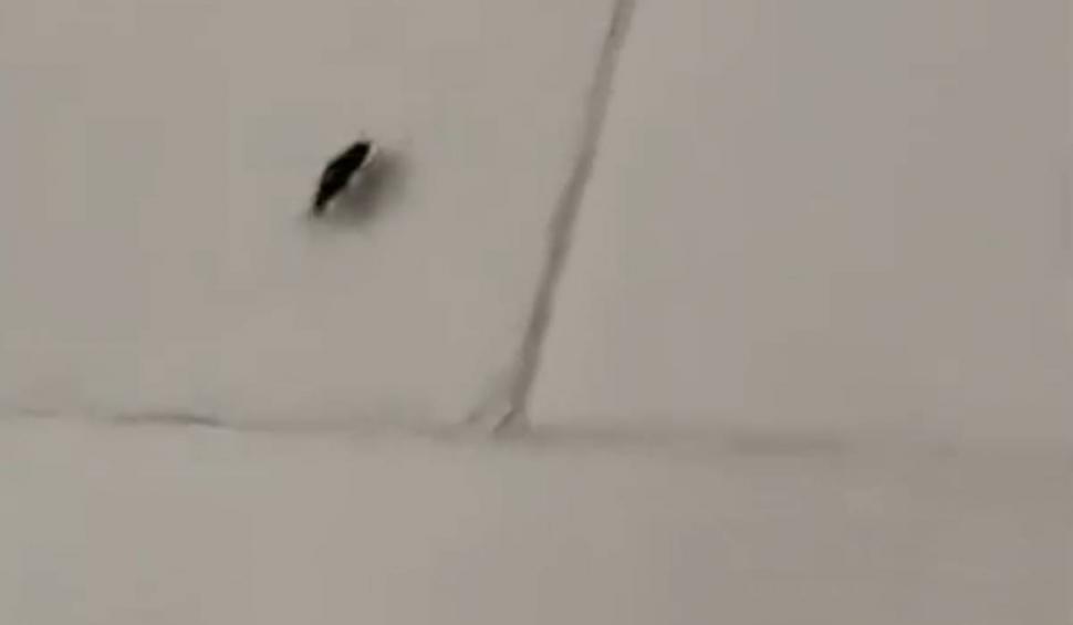 Imagini terifiante, surprinse la spitalul de copii din Botoşani. Mai mulți gândaci, în saloanele celor mici 884697