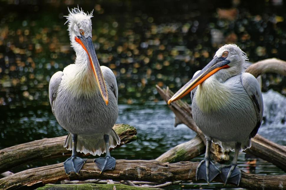 Pasărea rară care nu a mai emigrat în ţările calde şi a ales să petreacă iarna în România  884760