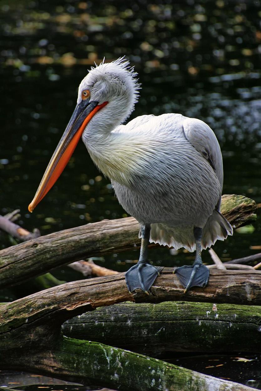 Pasărea rară care nu a mai emigrat în ţările calde şi a ales să petreacă iarna în România  884761