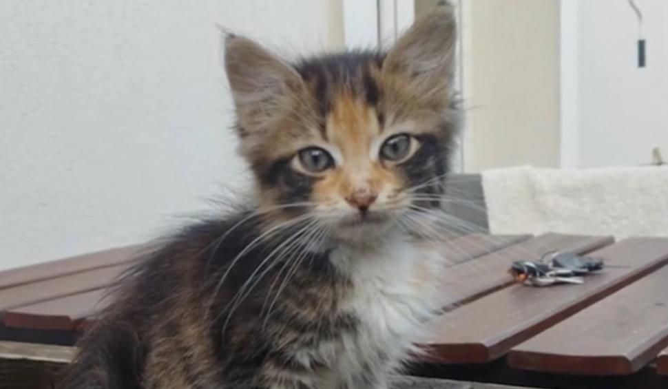 Lacrimi de bucurie pentru Ioana, după ce pisica ei a fost găsită de polițiștii din Eforie în timp record   884757