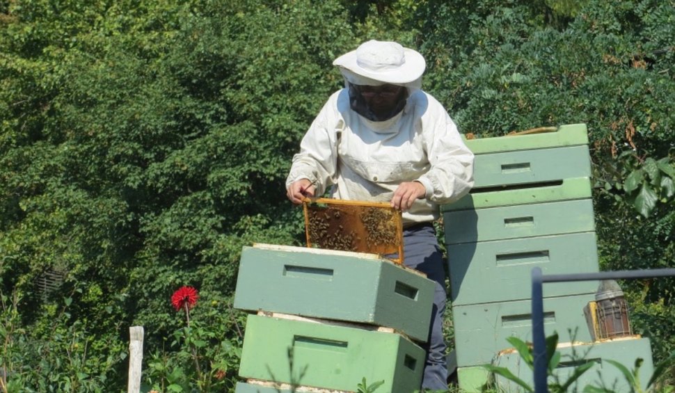 Ajutor de la stat pentru apicultorii români, în valoare de 12 milioane de euro | Condițiile de eligibilitate pentru a accesa fondurile
