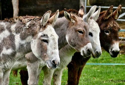 Soarta tragică a animalului domestic știut de toți românii: din pielea lui se fabrică elixirul tinereții, iar asta i-a scăzut dramatic șansele de supraviețuire 886944