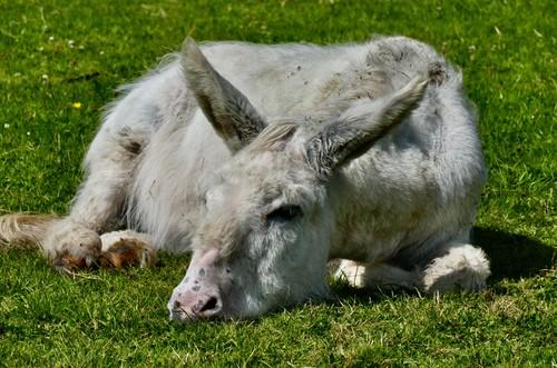 Soarta tragică a animalului domestic știut de toți românii: din pielea lui se fabrică elixirul tinereții, iar asta i-a scăzut dramatic șansele de supraviețuire 886945