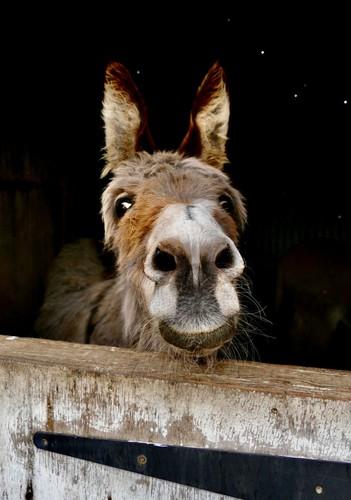 Soarta tragică a animalului domestic știut de toți românii: din pielea lui se fabrică elixirul tinereții, iar asta i-a scăzut dramatic șansele de supraviețuire 886947