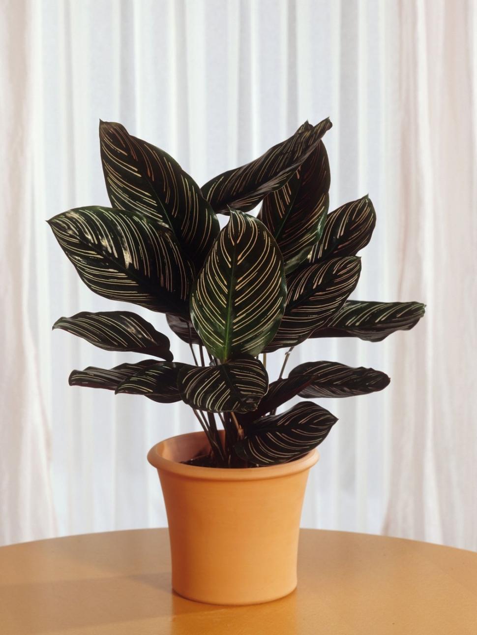 Planta despre care se spune că se roagă pentru familie și casă. Puțini oameni știu cum arată 886955