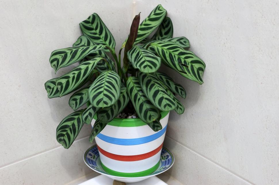 Planta despre care se spune că se roagă pentru familie și casă. Puțini oameni știu cum arată 886956