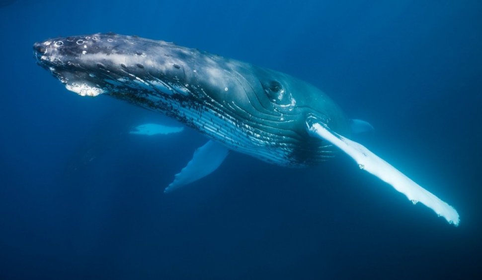 Secretul cântecului balenelor, descoperit de cercetători în laringele lor | Concluziile celui mai recent studiu