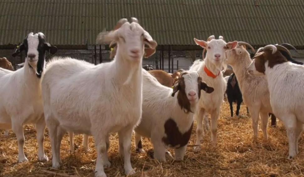 Carnea de capră cu gust de vițel a apărut în România | Bocarp, rasă românească, obținută la Institutul Palas din Constanța 888291
