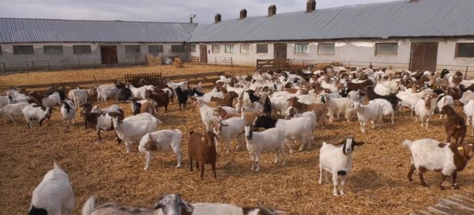 Carnea de capră cu gust de vițel a apărut în România | Bocarp, rasă românească, obținută la Institutul Palas din Constanța 888292