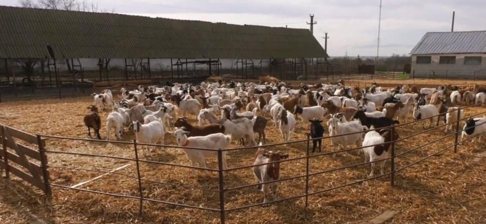 Carnea de capră cu gust de vițel a apărut în România | Bocarp, rasă românească, obținută la Institutul Palas din Constanța 888294