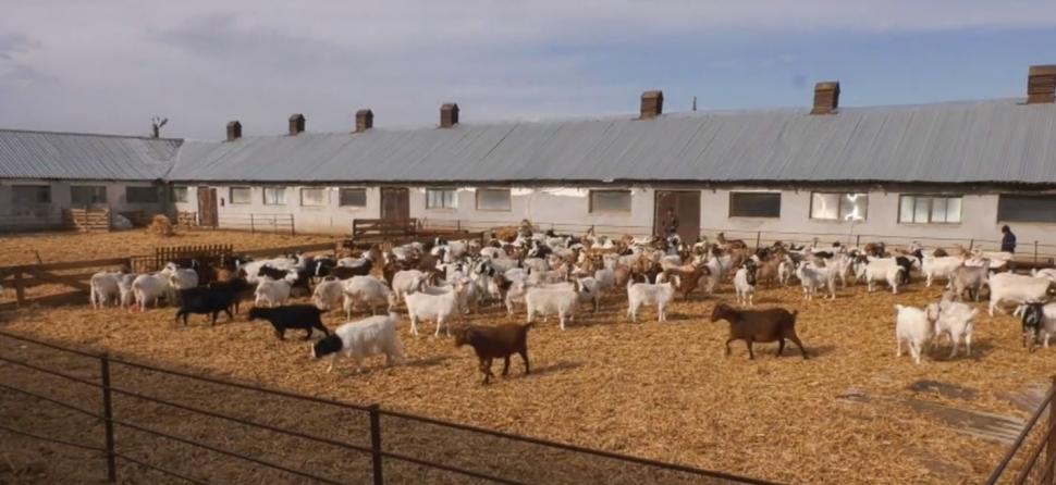 Carnea de capră cu gust de vițel a apărut în România | Bocarp, rasă românească, obținută la Institutul Palas din Constanța 888295