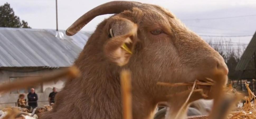 Carnea de capră cu gust de vițel a apărut în România | Bocarp, rasă românească, obținută la Institutul Palas din Constanța 888296