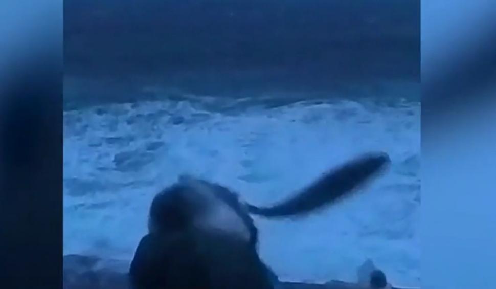 Momentul în care un reporter este "atacat" de un peşte, în timpul unei transmisii în direct din Norvegia 888365