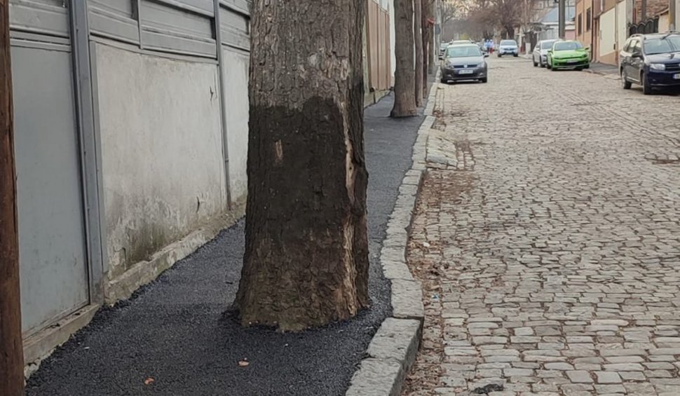 Asfalt turnat la trunchiul copacilor, pe trotuarul unei străzi cu piatră cubică și gropi din Galați