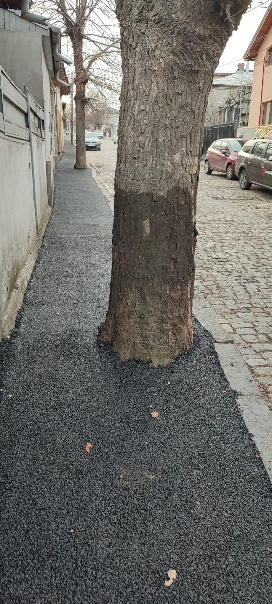 Asfalt turnat la trunchiul copacilor, pe trotuarul unei străzi cu piatră cubică și gropi din Galați 889791