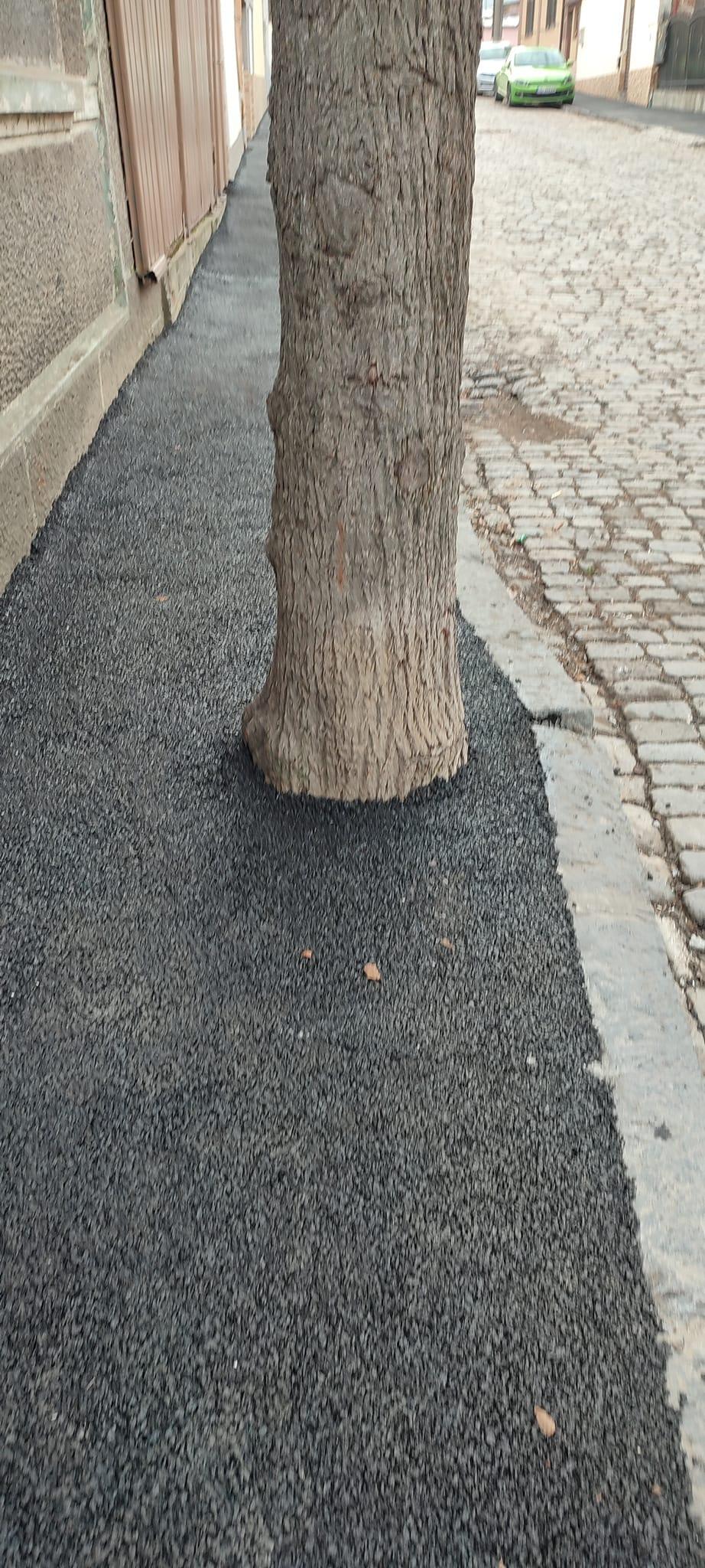 Asfalt turnat la trunchiul copacilor, pe trotuarul unei străzi cu piatră cubică și gropi din Galați 889793