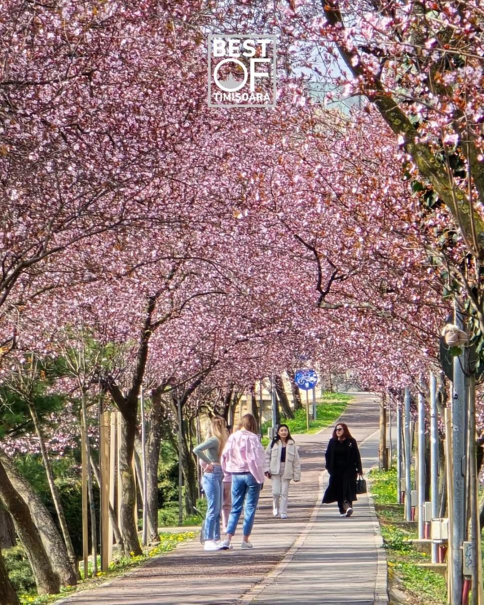 Orașul din România unde au înflorit cireșii japonezi. Imaginile surprinse într-un parc au stârnit sute de reacții pe internet 890139
