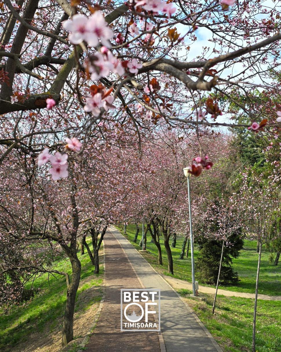 Orașul din România unde au înflorit cireșii japonezi. Imaginile surprinse într-un parc au stârnit sute de reacții pe internet 890140