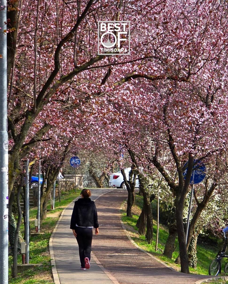 Orașul din România unde au înflorit cireșii japonezi. Imaginile surprinse într-un parc au stârnit sute de reacții pe internet 890141