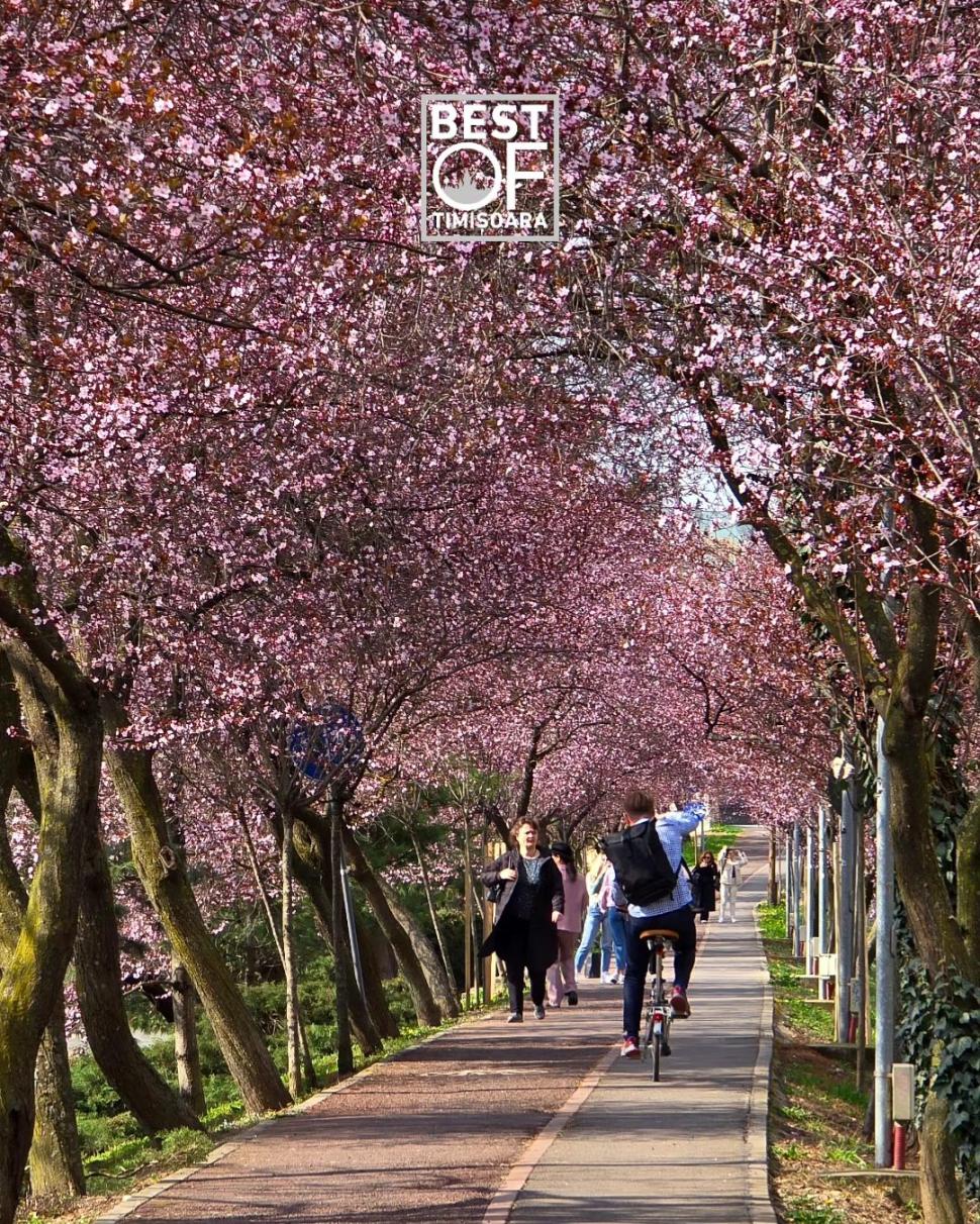 Orașul din România unde au înflorit cireșii japonezi. Imaginile surprinse într-un parc au stârnit sute de reacții pe internet 890142