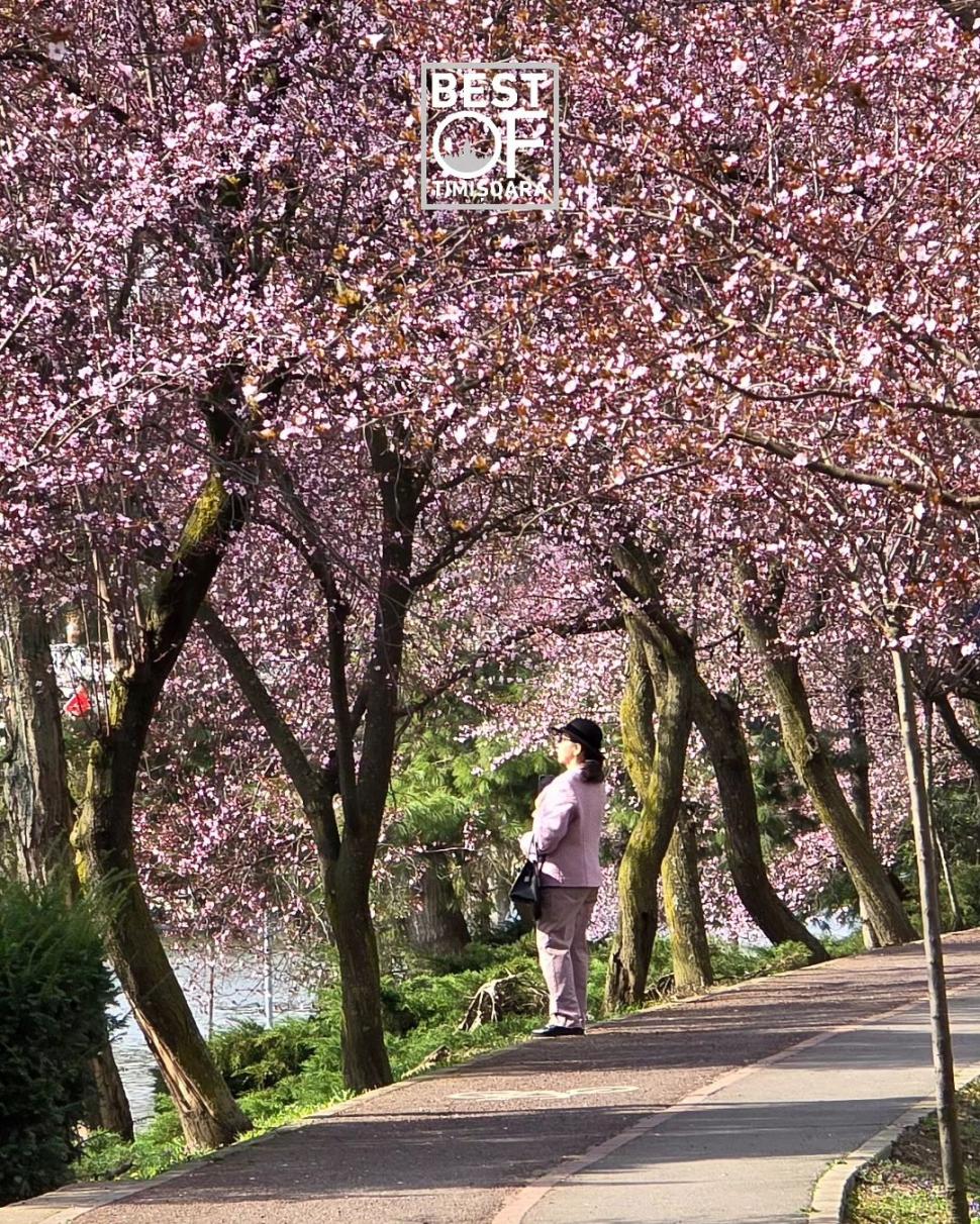 Orașul din România unde au înflorit cireșii japonezi. Imaginile surprinse într-un parc au stârnit sute de reacții pe internet 890143