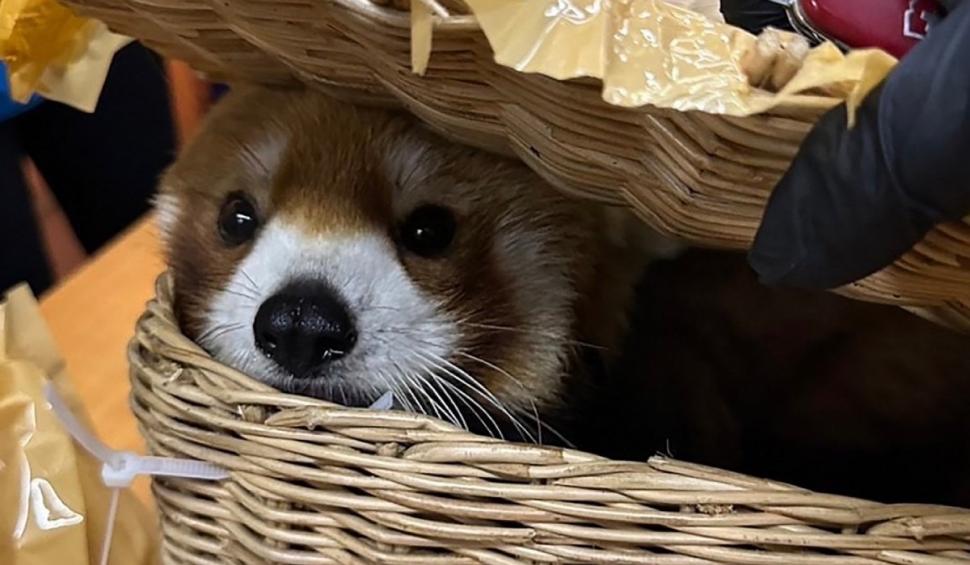 Descoperire șocantă într-un aeroport din Thailanda: 87 de animale exotice au fost găsite în bagaje, printre care și doi urși 890429